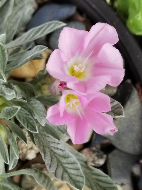 Convolvulus boissieri ssp suendermannii